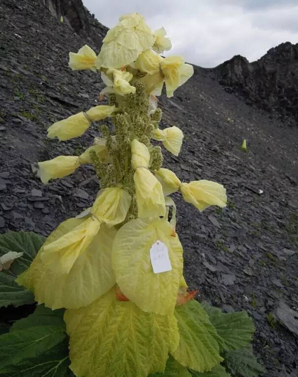 馬來半島 高山博物誌 朱海波著 マレーシア 高山植物 花、園芸 ...