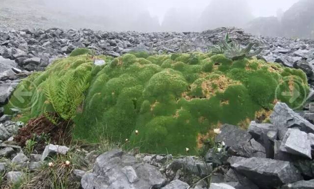 高山植物之趣 中国科学院昆明植物研究所